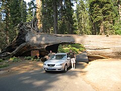 Tunnel Log.