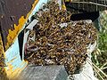 Reaction of bees after treatment against Varroa with Apiguard