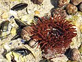 Actinia equina à Boulogne-sur-Mer