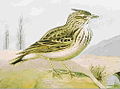 Crested lark Galerida cristata