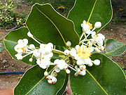 テリハボクの花