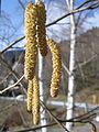 Amentilhos masculinos de avelaneira (Corylus avellana)