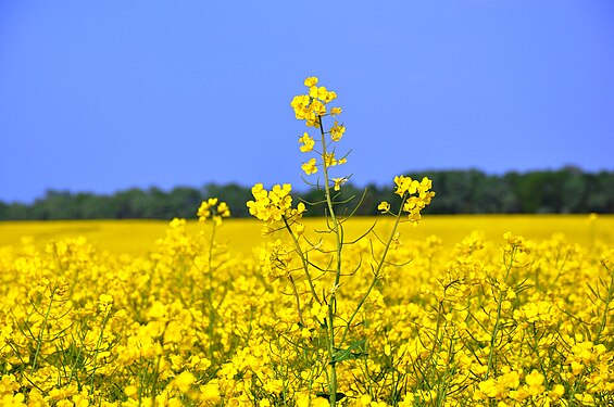 Raps auf der Insel Rügen