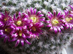 A color picture of a cactus with pink flower