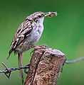 Short-toed treecreeper Certhia brachydactyla