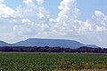 A flat, green, agricultural field with a rising Mount Nebo in the background.