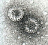 Rotaviruses