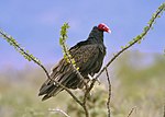 A large dark raptor with a pink head stands on a plant