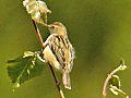 Zitting cisticola Cisticola juncidis