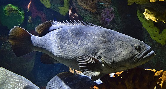 Epinephelus lanceolatus (Giant Grouper)