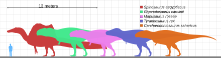 Graph showing relative sizes of five types of dinosaur compared with small human figure, each represented by silhouettes in different colours