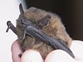 Female Pipistrellus pipistrellus.