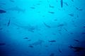 Another school of scalloped hammerheads at Wolf Island, Galapagos