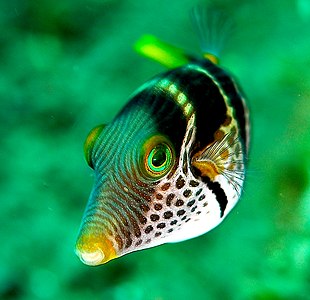 Canthigaster valentini (Valentinni’s Sharpnose Puffer)