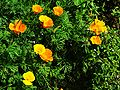 Pavot de Californie Eschscholzia californica.