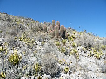 Habitat near Ranch San Rafael, Nuevo Leon