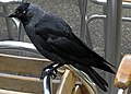 Eurasian jackdaw Corvus monedula