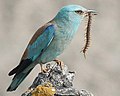 European roller Coracias garrulus