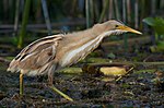 Thumbnail for Stripe-backed bittern