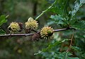 Acorns with 'hairy' cups