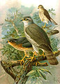 Eurasian sparrowhawk Accipiter nisus