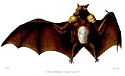 A rufus-colored bat with a white underside and yellow shoulders