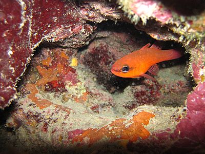 Apogon imberbis in a small cave in Alonissos, Greece