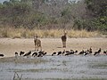 Antilope na jezeru Mare Bali