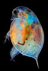 Puce d'eau du genre Daphnia donnant naissance à sa progéniture. Le grossissement de l'image est de 100 fois. Une technique de microscopie en champ sombre a été utilisée, avec de la lumière polarisée. Gagnant de la catégorie « Microscopy images » en 2019, par Marek Miś, Poland