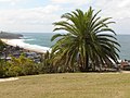 View of the beach at Collaroy from Collaroy Plateau, with a date palm in shot