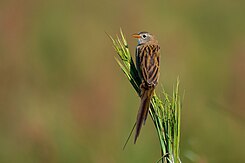 Wigstaartgrasgors (Emberizoides herbicola)