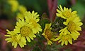 Chrysanthemum nangkingense