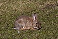 Wildkaninchen