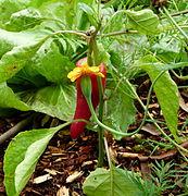 Capsicum annuum