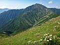 お花畑にてミヤマシシウドと赤石岳