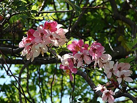 Jaavankassia (Cassia javanica)