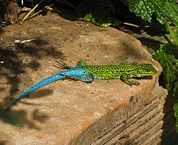 Самець Liolaemus tenuis