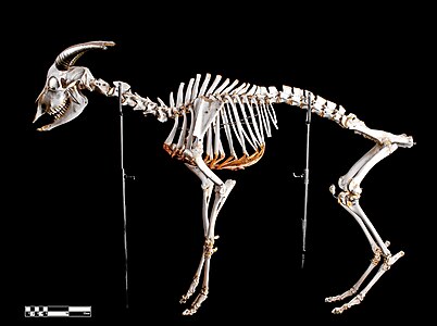 Specimen of goat skeleton prepared by the bone maceration technique and on display at the Museum of Veterinary Anatomy FMVZ USP