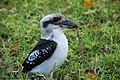 Jägerliest Kookaburra in Sydney