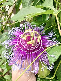 Passiflora 'Incense', a hybrid of the Brazilian species P. cincinnata and the American species P. incarnata