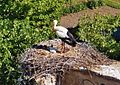 White stork Ciconia ciconia