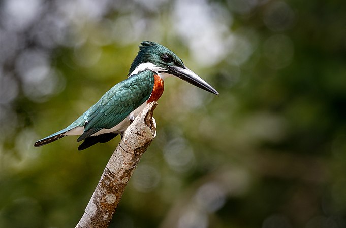 亚马逊翠鸟（Chloroceryle amazona），摄于哥斯达黎加卡诺内格罗。