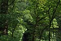 2014-12-24 Trees near Aira Force above Ullswater.