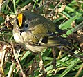 Goldcrest Regulus regulus