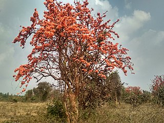 in full bloom, late January