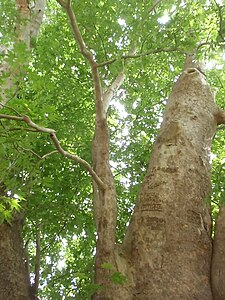 The 2044–2045-year-old Platanus orientalis tree Tnjri in Nagorno-Karabakh.