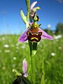 bee orchid