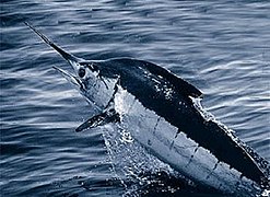 Atlantic blue marlin