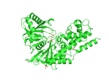 Modello tridimensionale dell'enzima