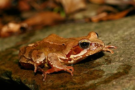 Rana temporaria (Common Frog)